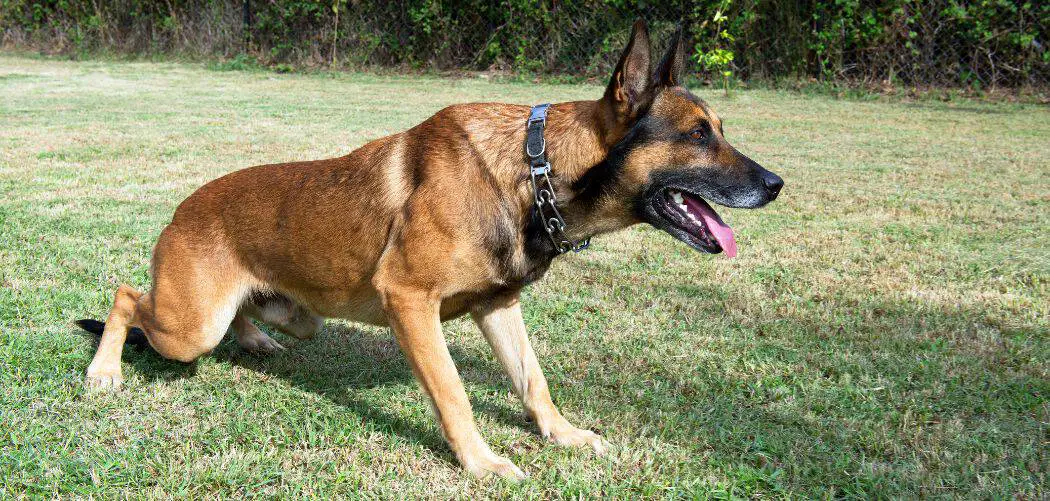 Belgian Malinois limping