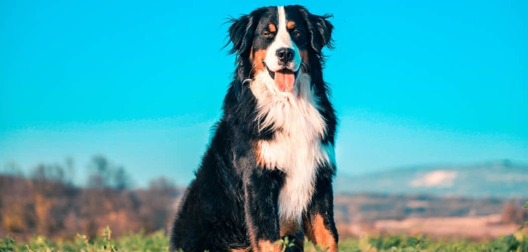 Bernese Mountain Dog always hungry