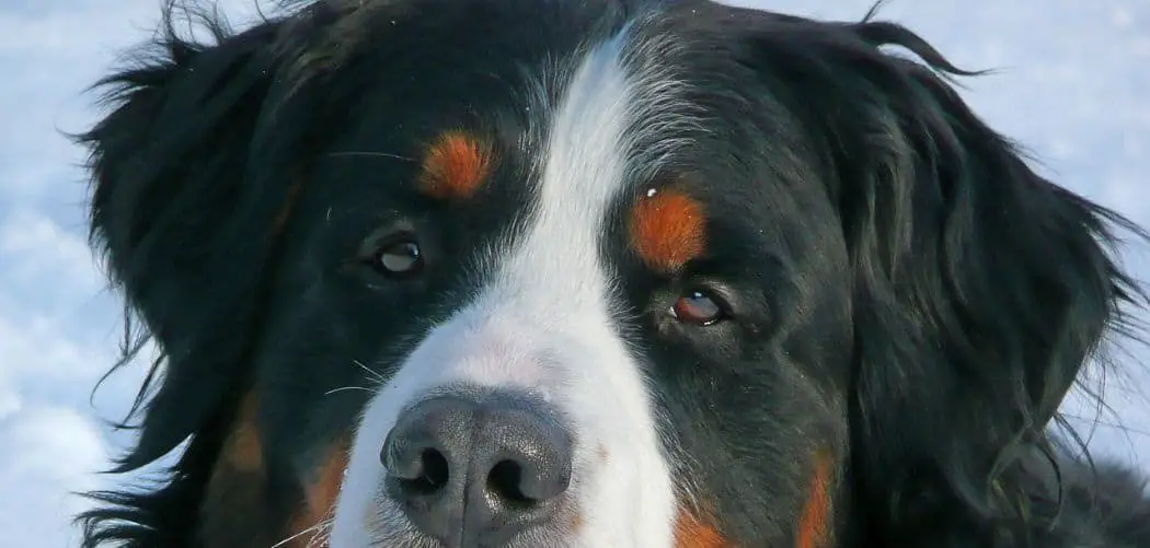 Bernese Mountain Dog breathing heavy
