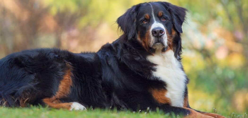 Bernese Mountain Dog Limping Back Leg: Here’s Why And What To Do ...