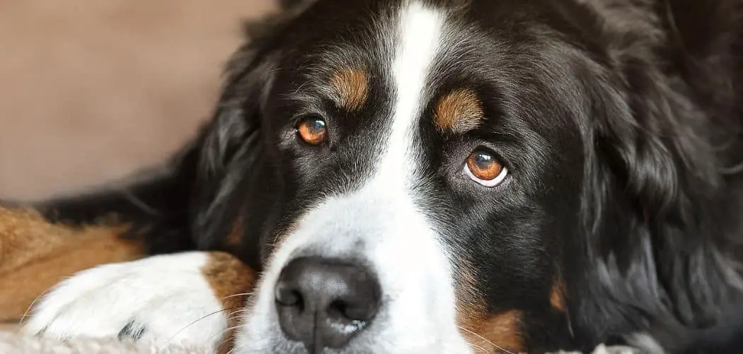Bernese Mountain Dog limping