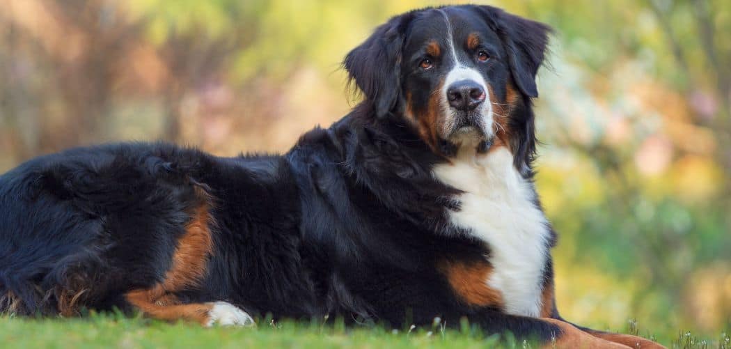 Bernese Mountain Dog shaking head