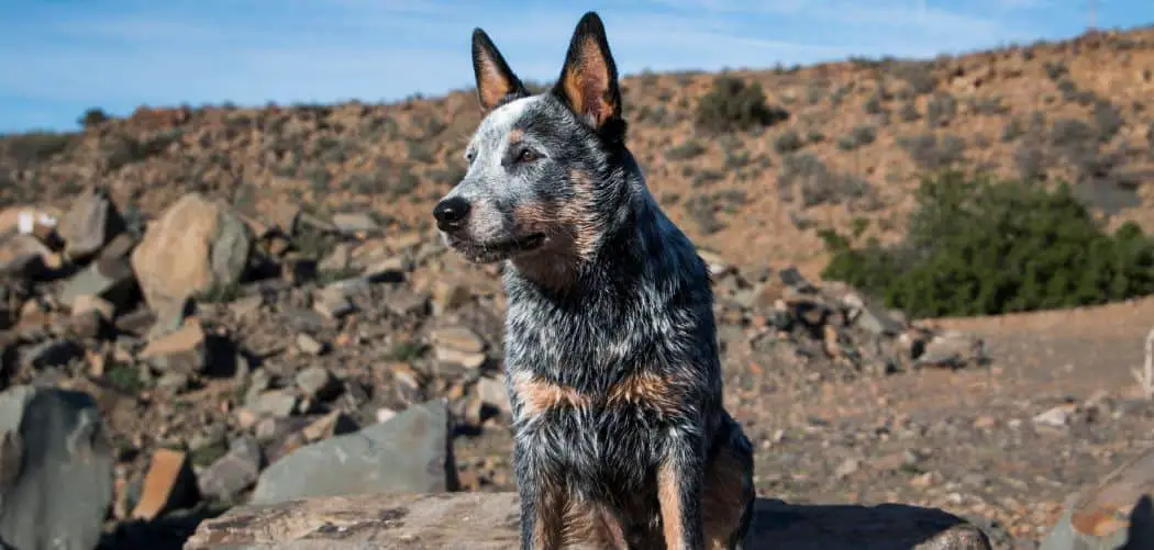 Blue Heeler digging
