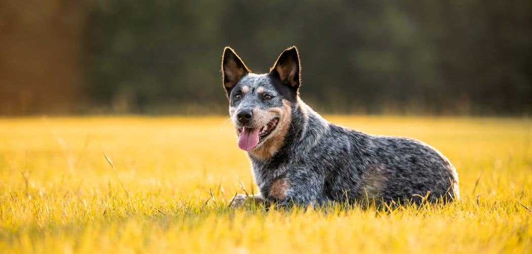 Blue Heeler hiccups
