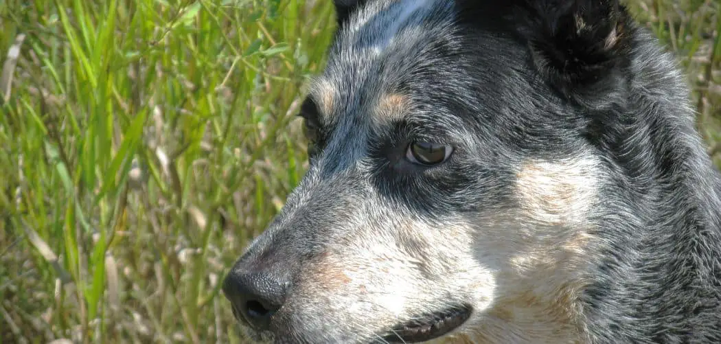 Blue Heeler limping front leg