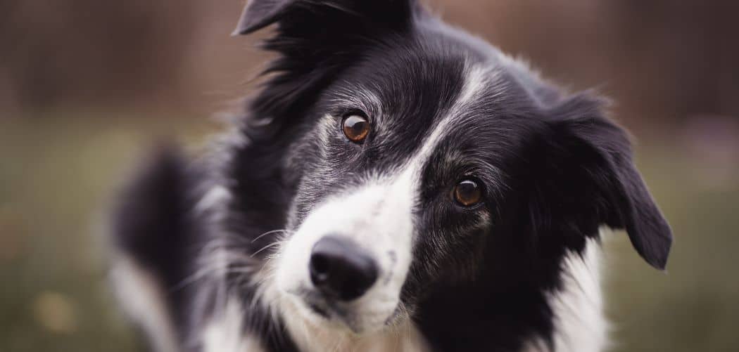 Border Collie sensitive stomach