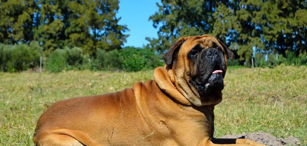 Bullmastiff sensitive stomach