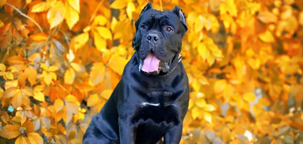 Cane Corso always hungry