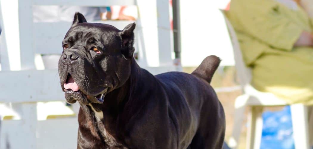 Cane Corso having trouble walking