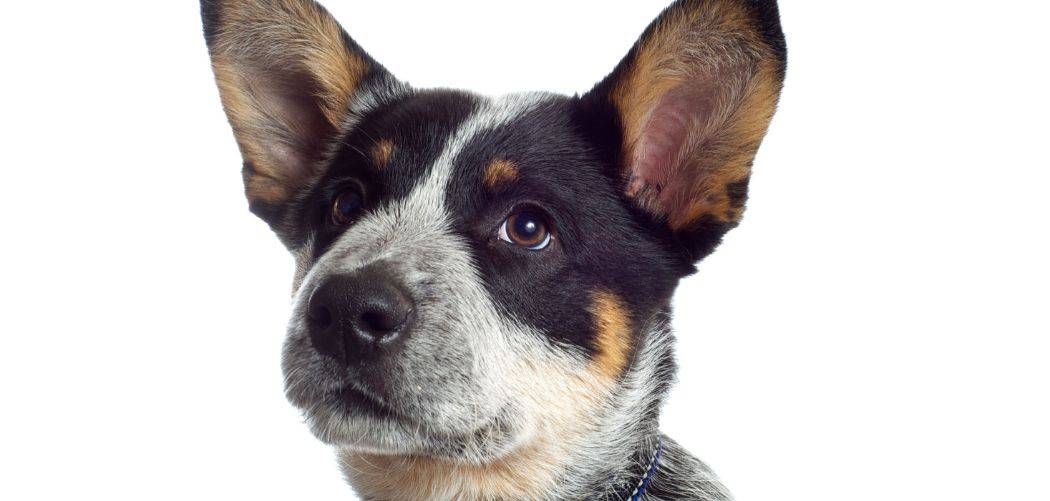 Do Blue Heelers Fart A Lot