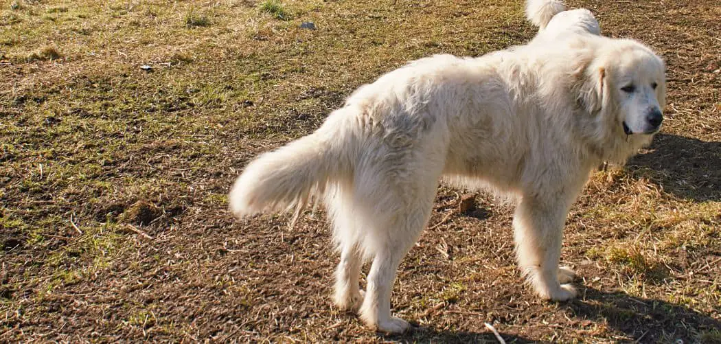 Great Pyrenees Chewing Rocks