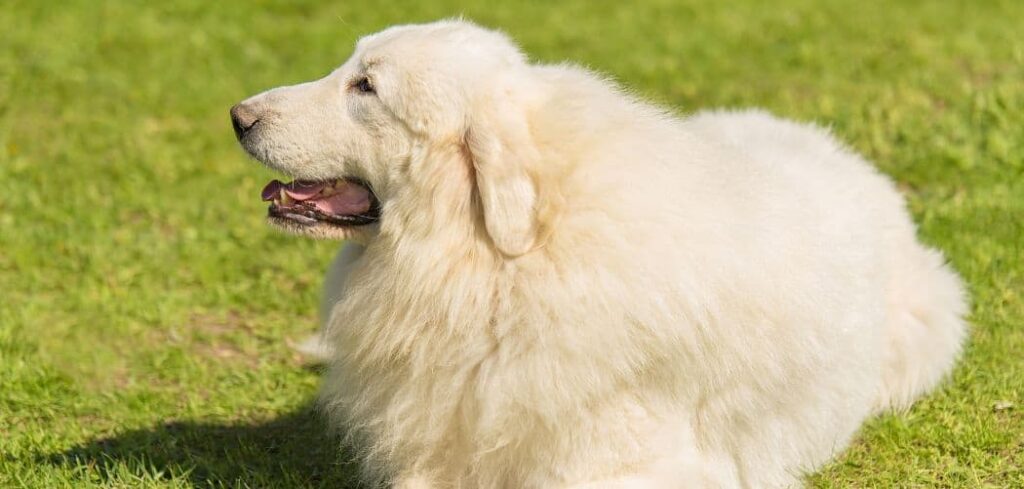Great Pyrenees Hiccups