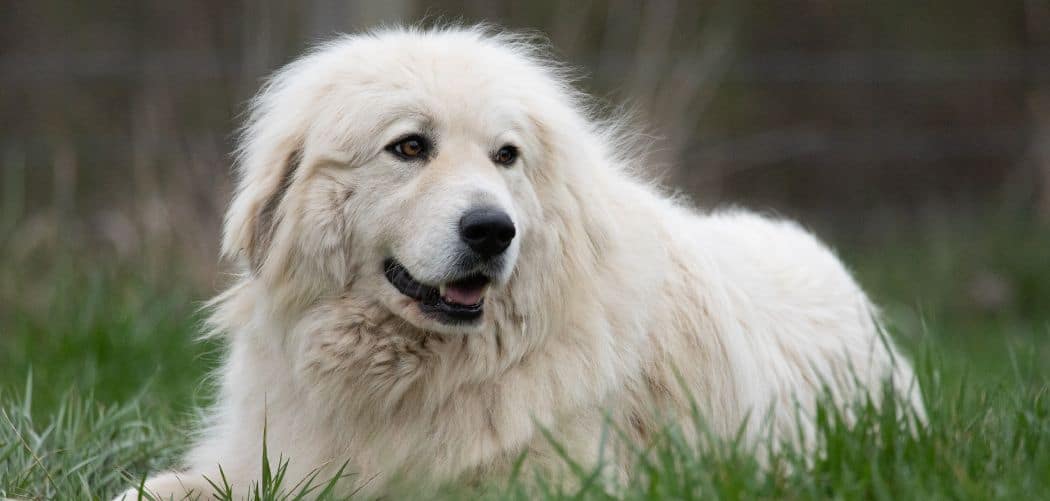 Great Pyrenees always hungry
