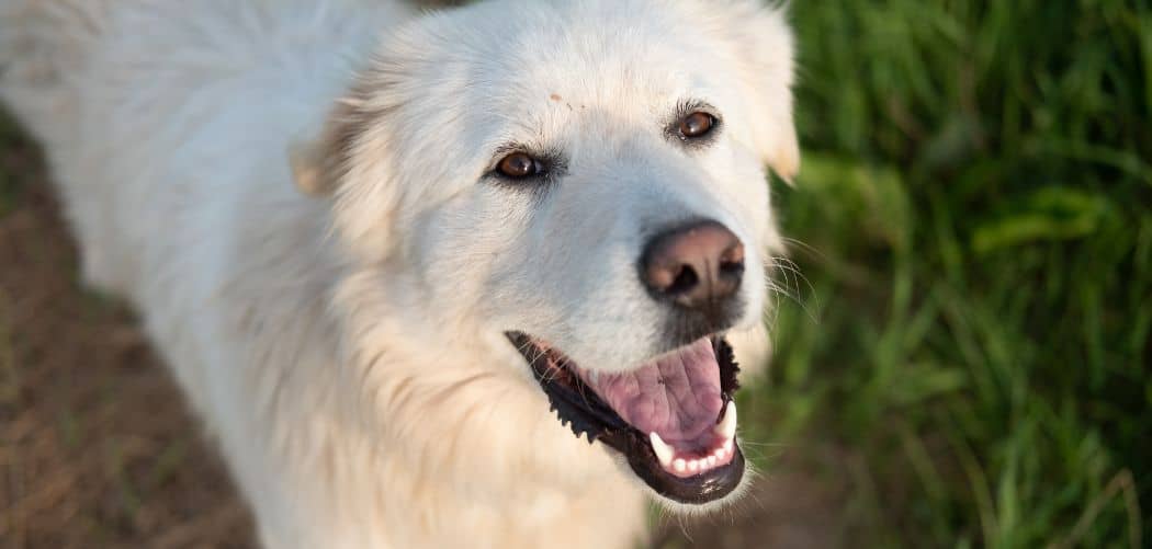 Great Pyrenees digging