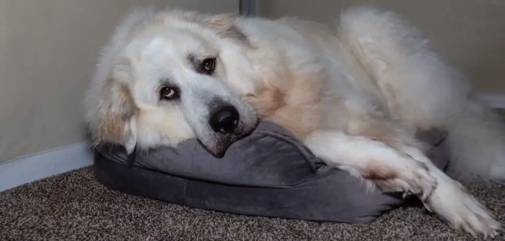 Great Pyrenees limping