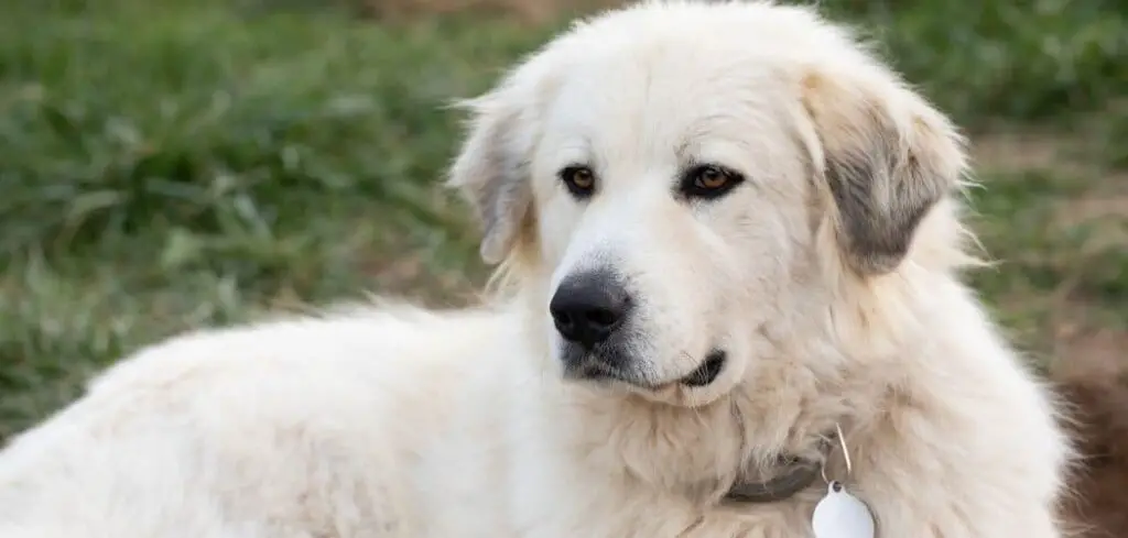 Great Pyrenees limping front leg