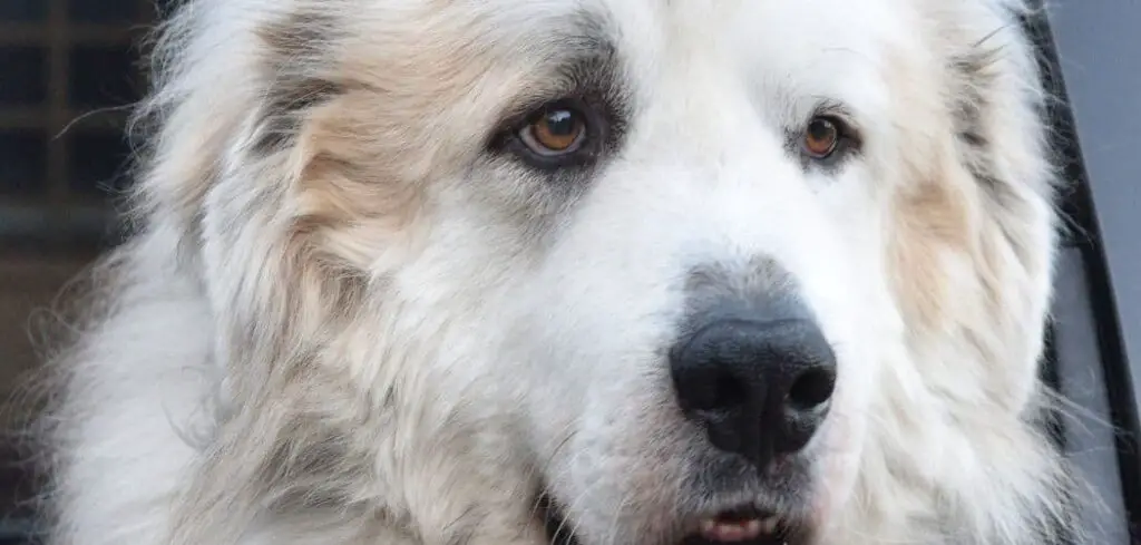 Great Pyrenees sensitive stomach
