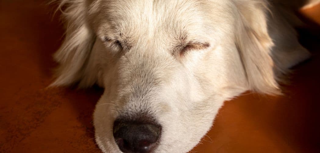 Great Pyrenees shaking head