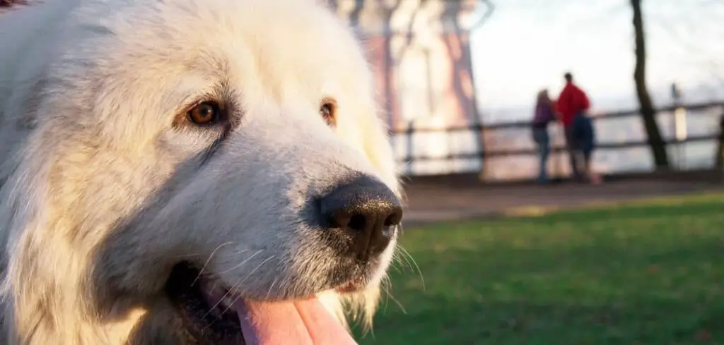Great Pyrenees standing over you