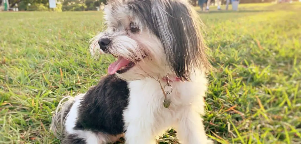 Havanese digging