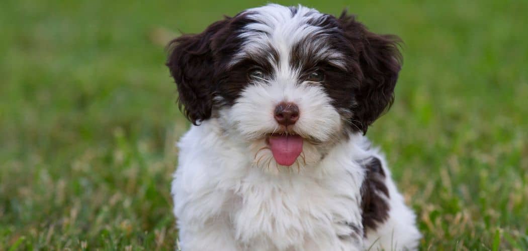 Havanese gagging