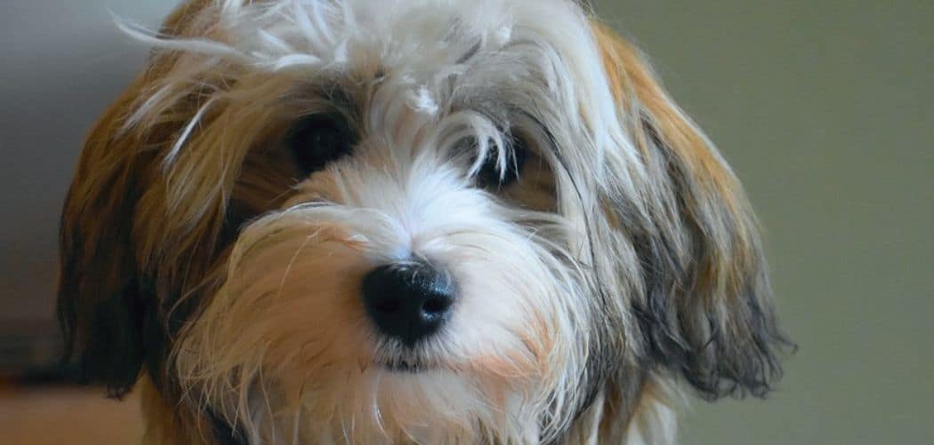 Havanese hiccups