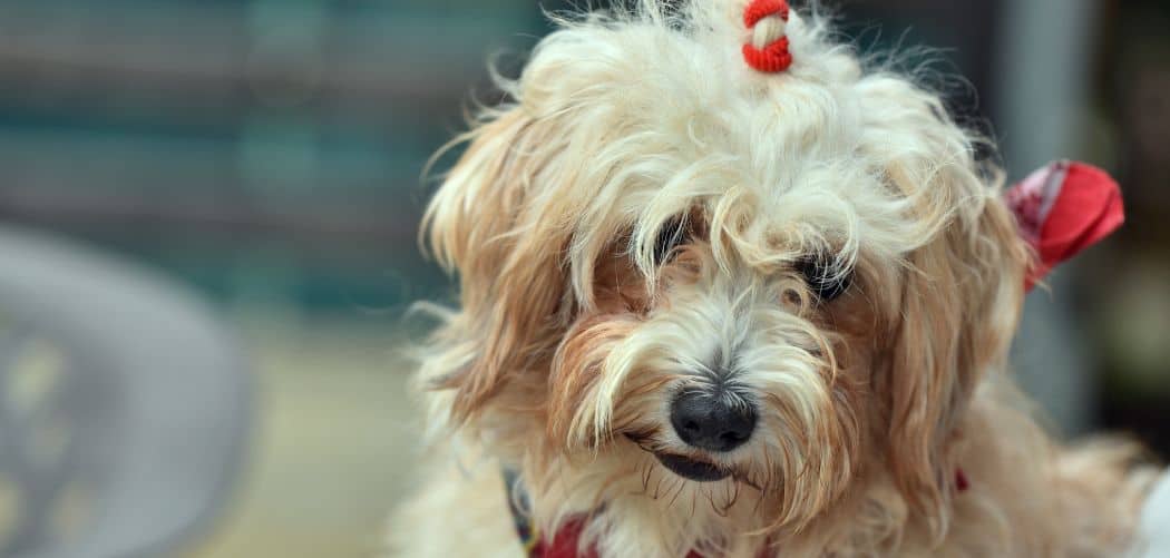 Havanese limping back leg