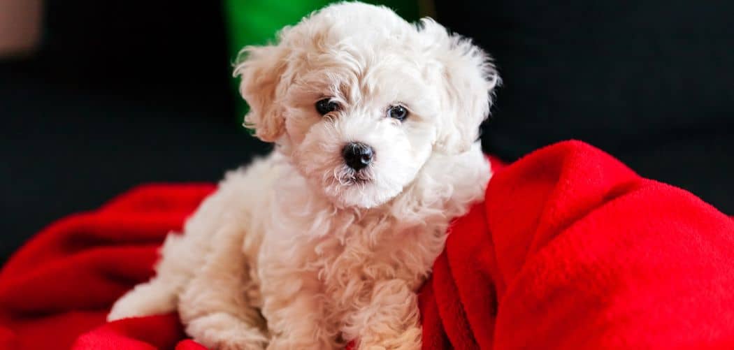 Havanese limping front leg