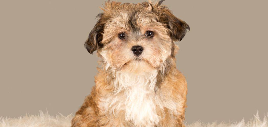 Havanese limping