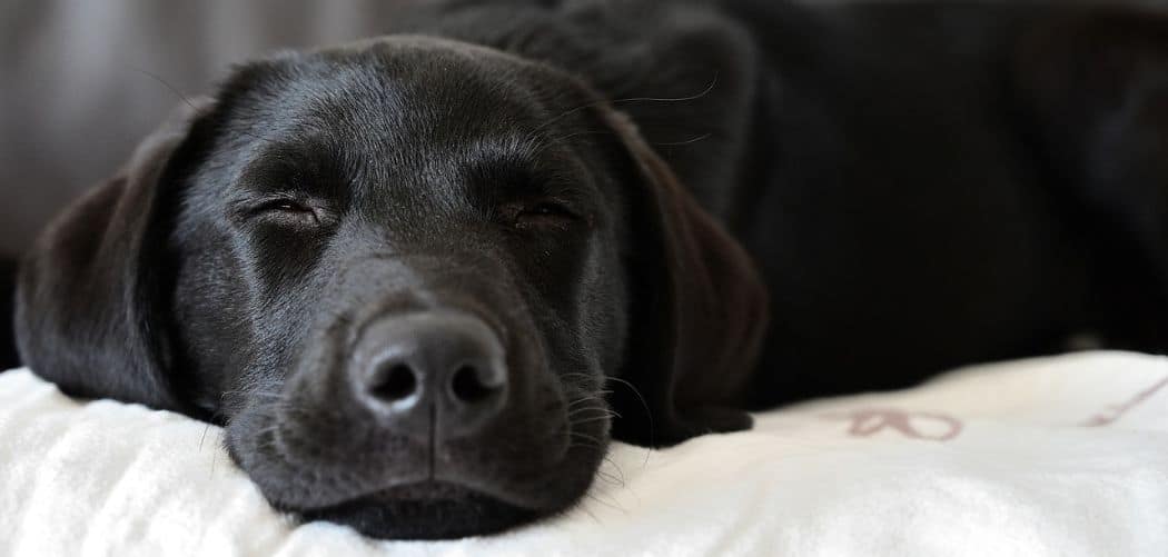 Labrador Sensitive Stomach Causes And Effective Ways To Help Canines