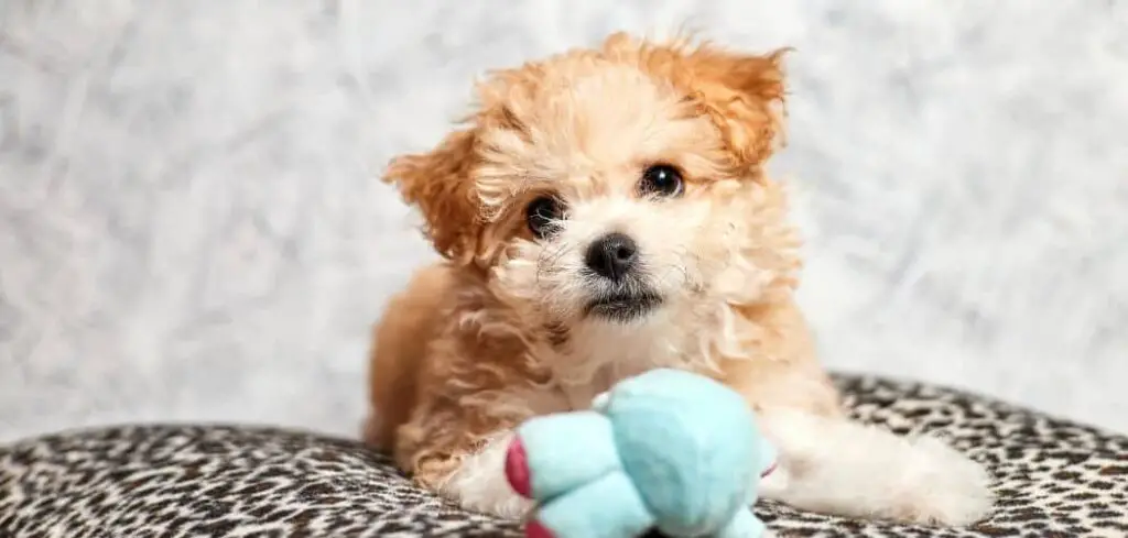 Maltipoo chewing everything