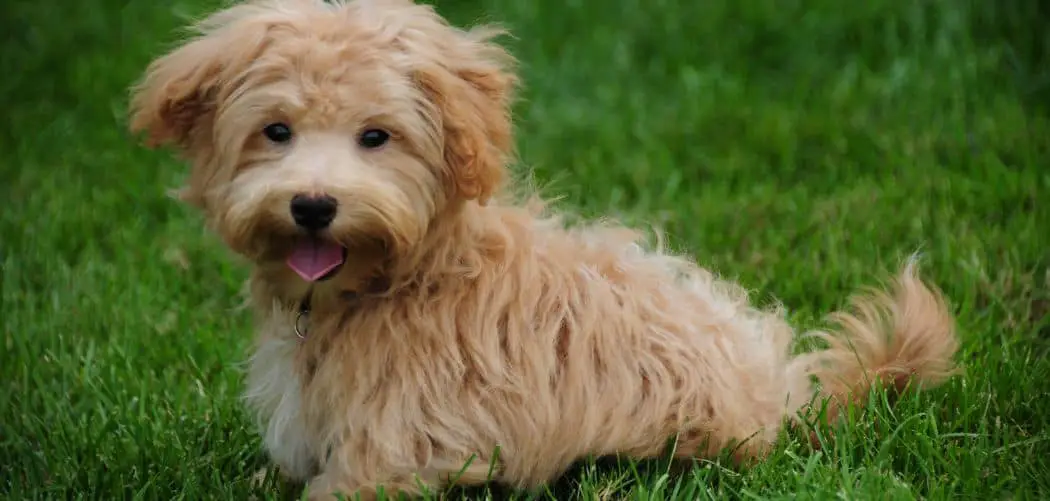 Maltipoo limping