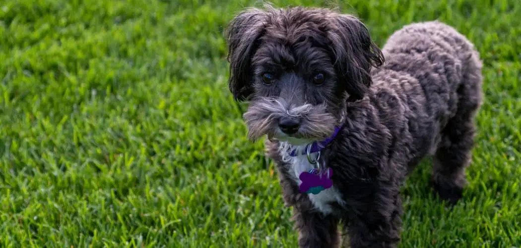 Maltipoo limping back leg