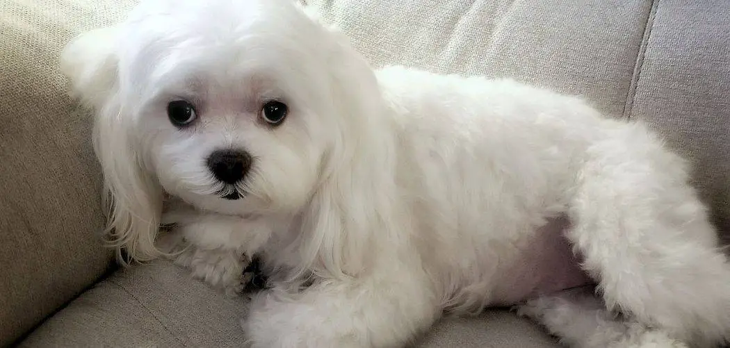 Maltipoo limping front leg