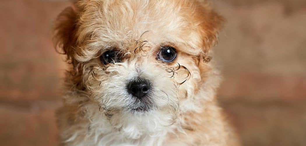 Maltipoo shaking head