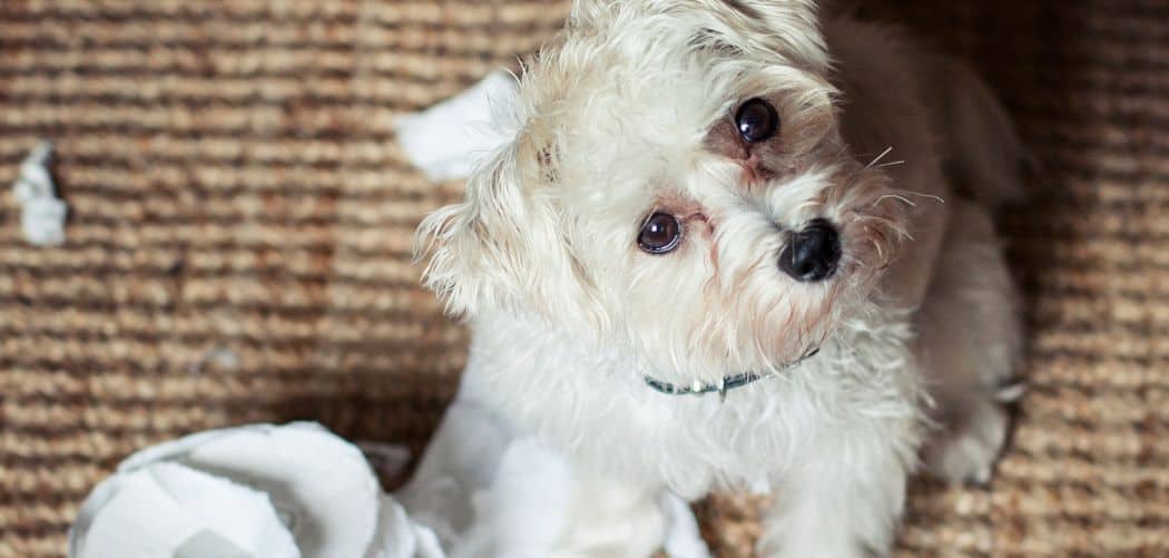 My Havanese chewing everything