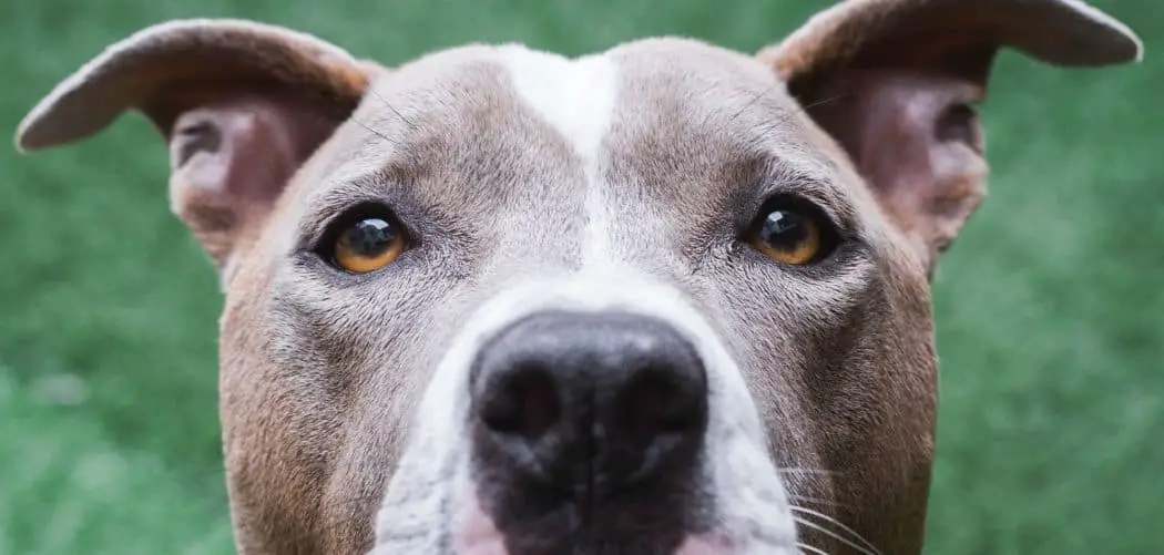 Pitbull sensitive stomach