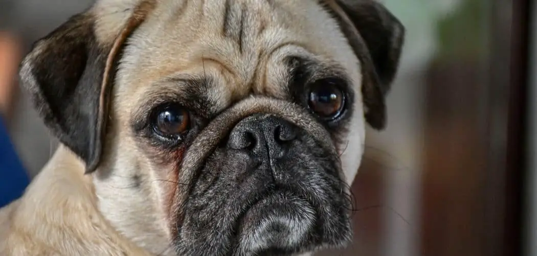 Pug sensitive stomach