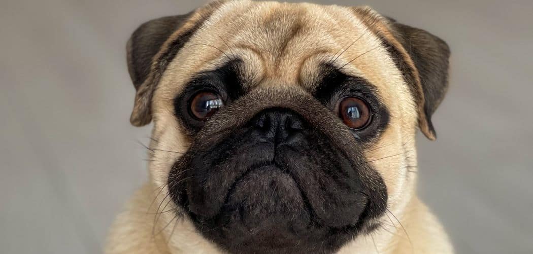 Pug Throwing Up When It's Serious & What To Do Canines and Pups