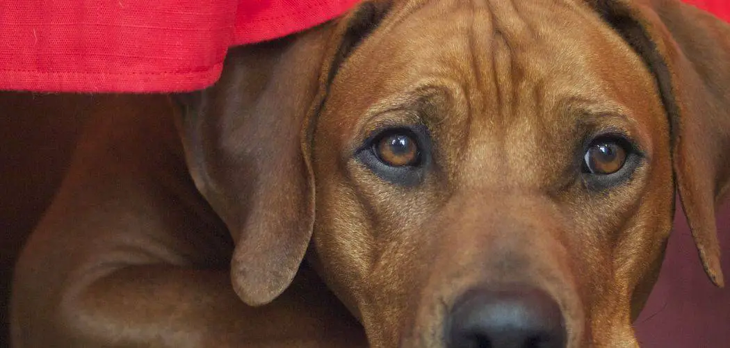 Rhodesian Ridgeback coughing