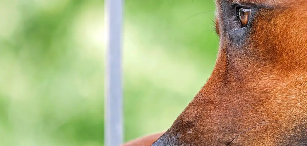 Rhodesian Ridgeback gagging
