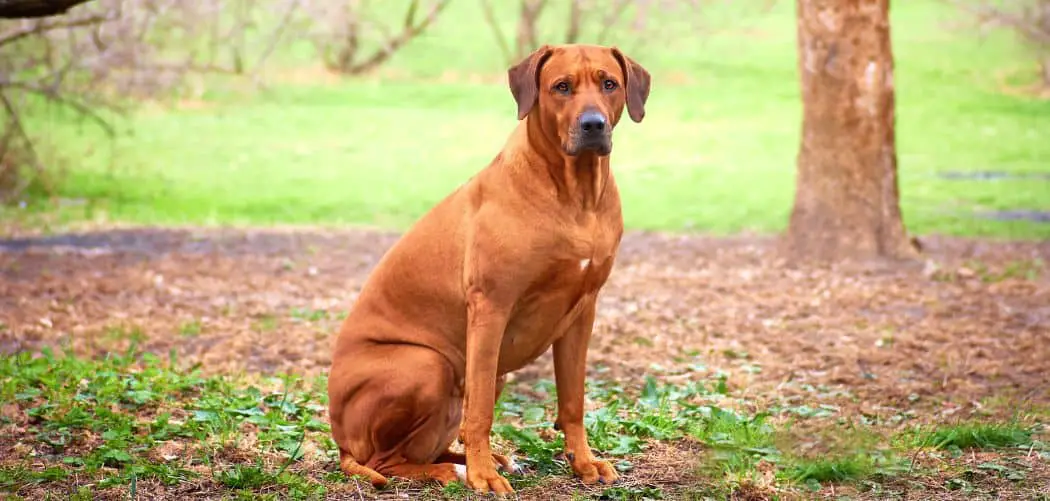 Rhodesian Ridgeback limping back leg