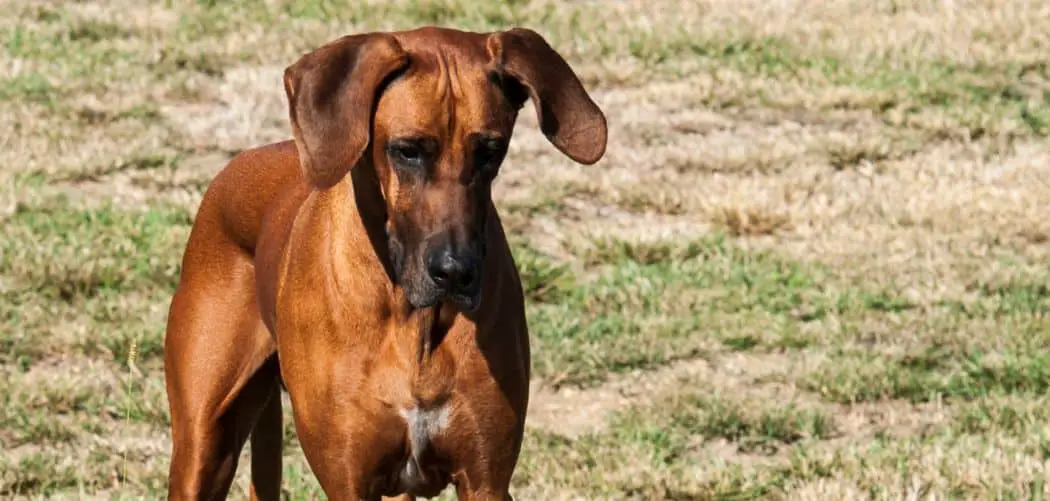 Rhodesian Ridgeback limping