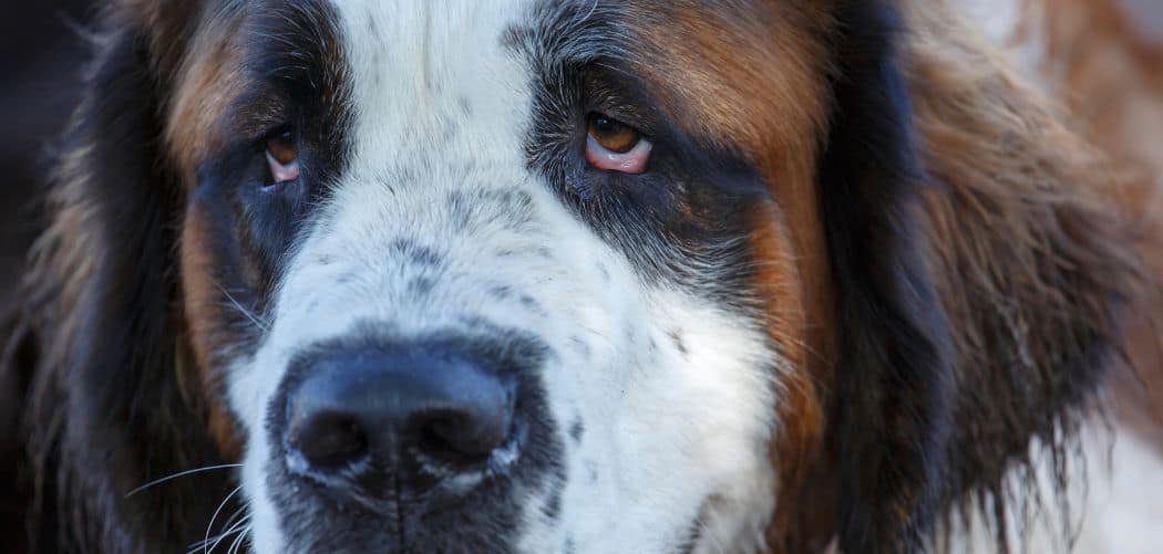 Saint Bernard afraid of everything