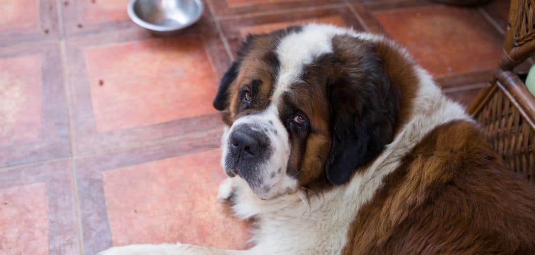 Saint Bernard always hungry