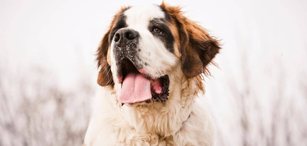 Saint Bernard hiccups