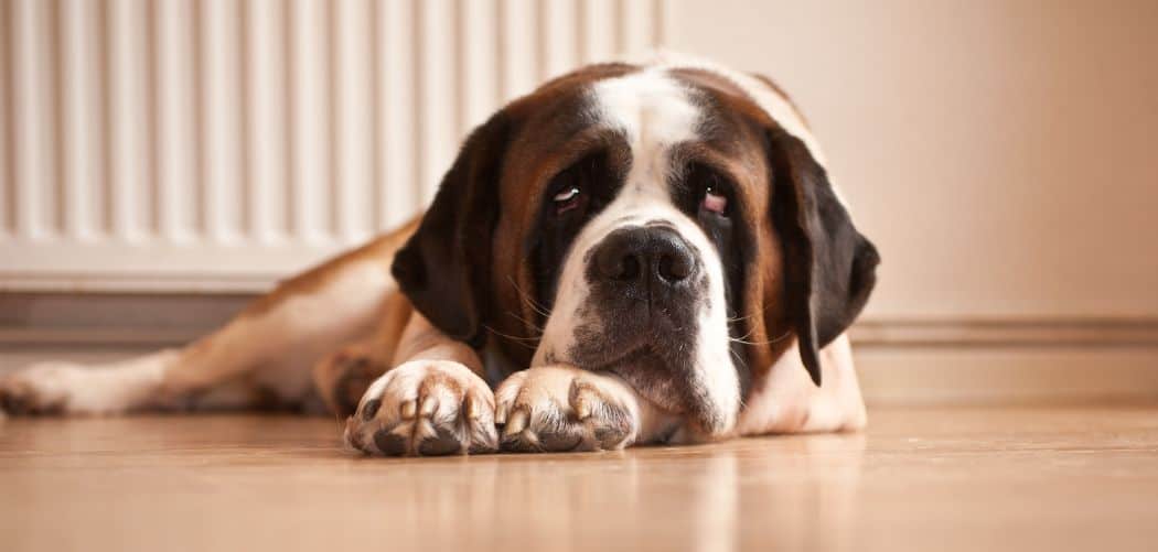 Saint Bernard limping back leg