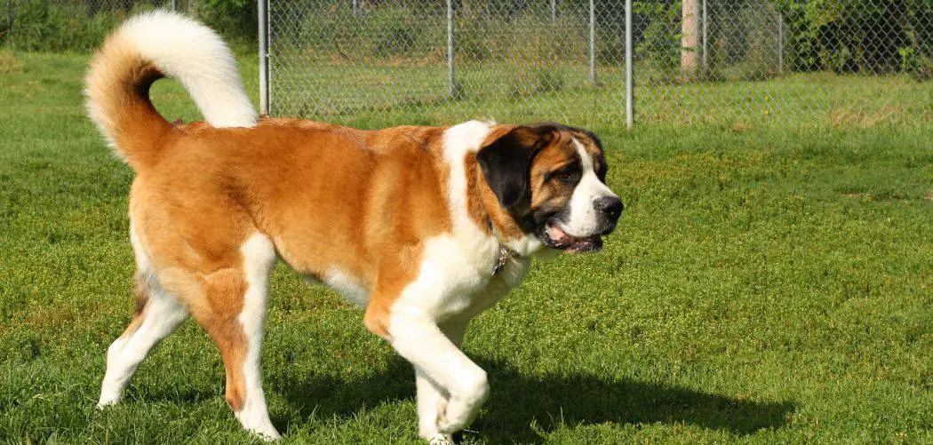 Saint Bernard limping front leg