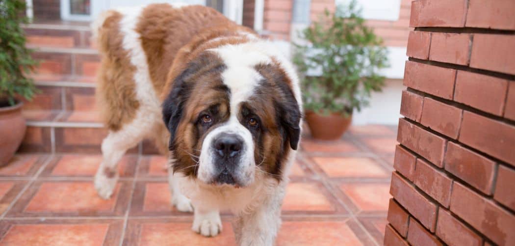 Saint Bernard limping