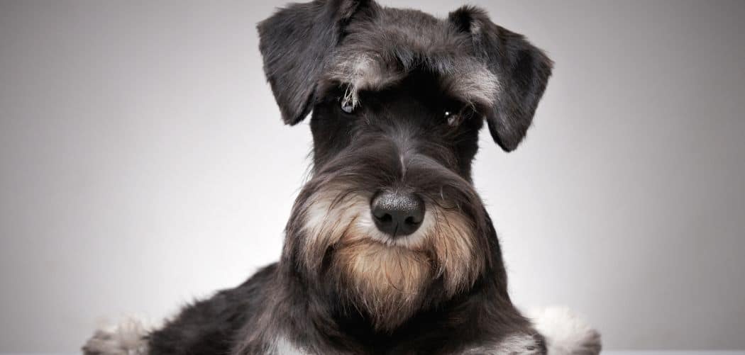 Schnauzer sensitive stomach